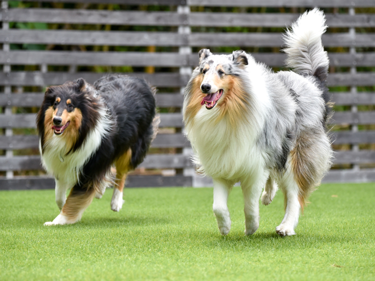 Make An Agility Course With Synthetic Grass For Dogs in Santa Cruz