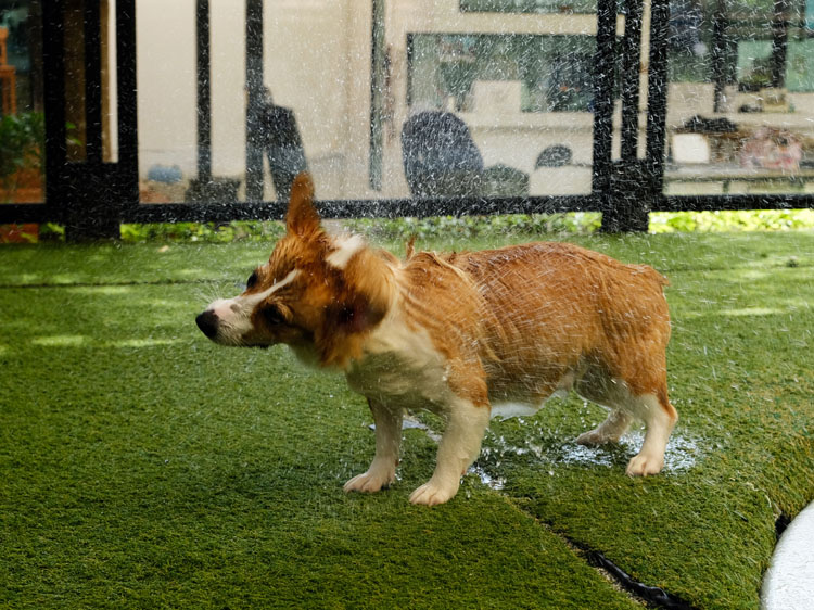 Designing Waterscapes with Artificial Grass For Dogs