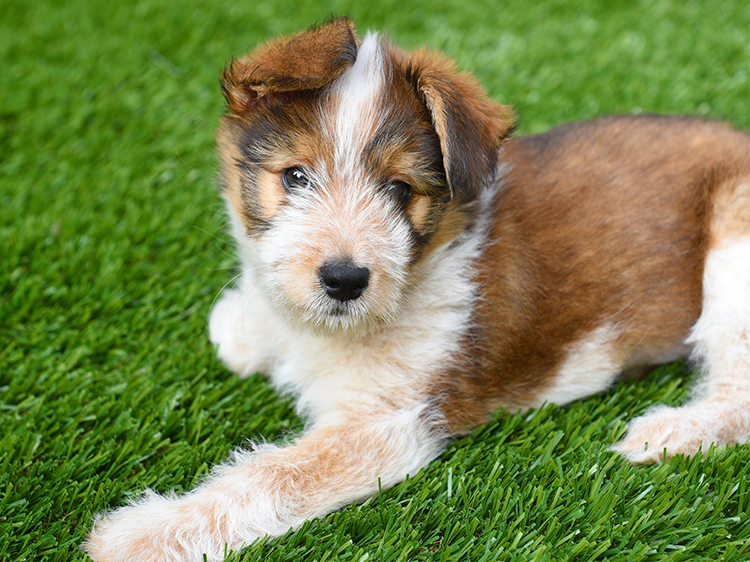 The Best Artificial Grass for Dogs in Phoenix for Every Season