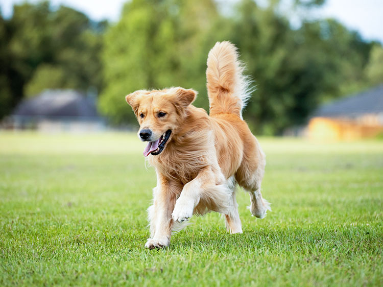 Use Artificial Grass for Dogs in Denver To Train Your Pet