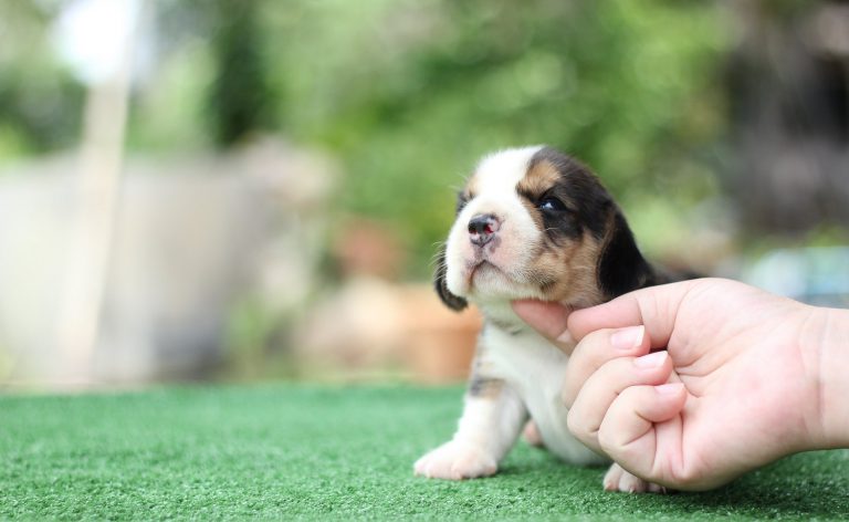 cute puppy sitting on turf - feature