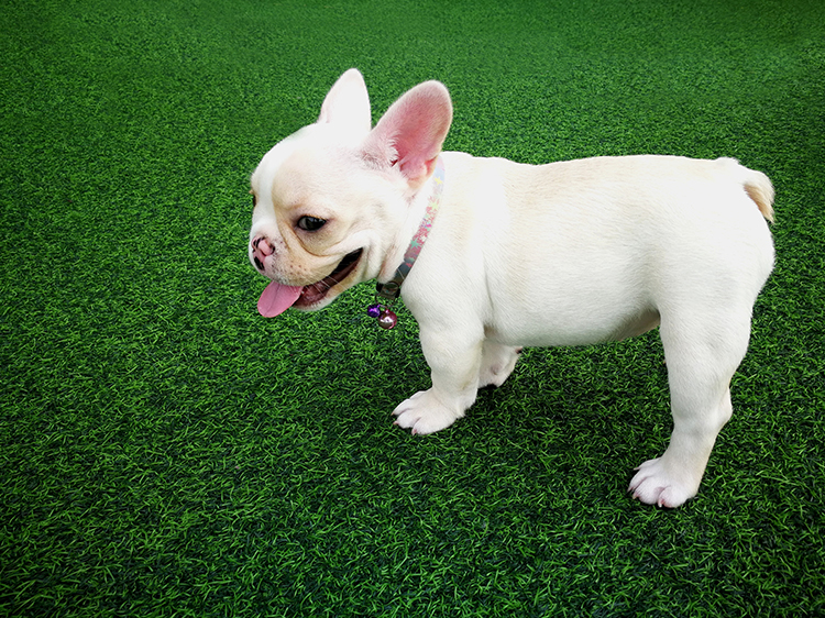 Keep Your Lawn and Home Mud-free with the Best Artificial Grass for Dogs