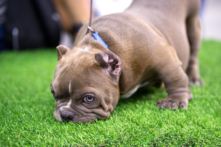 bully dog sniffing on artificial grass