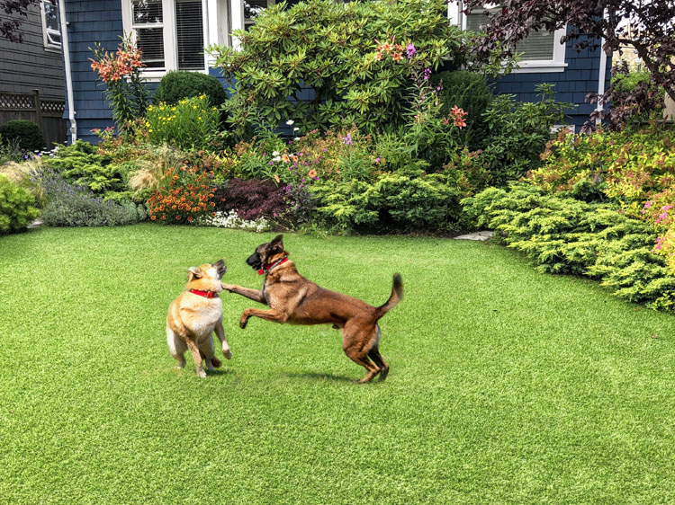 10 Major Advantages of Synthetic Grass for Dogs in Denver