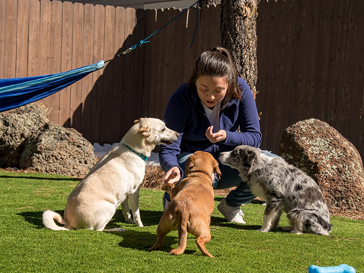 Artificial Pet Turf in Portland Safer