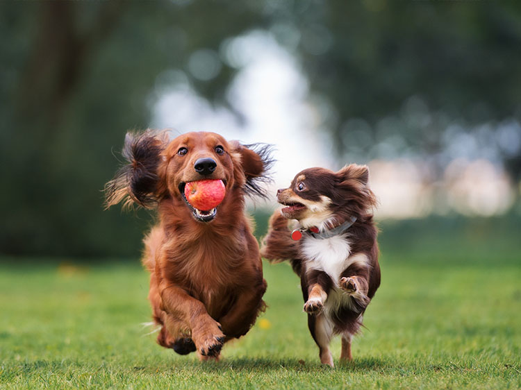 How To Keep Your Dog’s Paws Cool With Artificial Grass In Charlotte NC