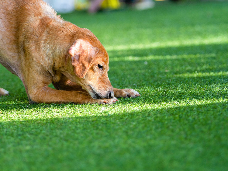 Why Do Dogs Eat Grass and How Synthetic Grass In Austin Can Help