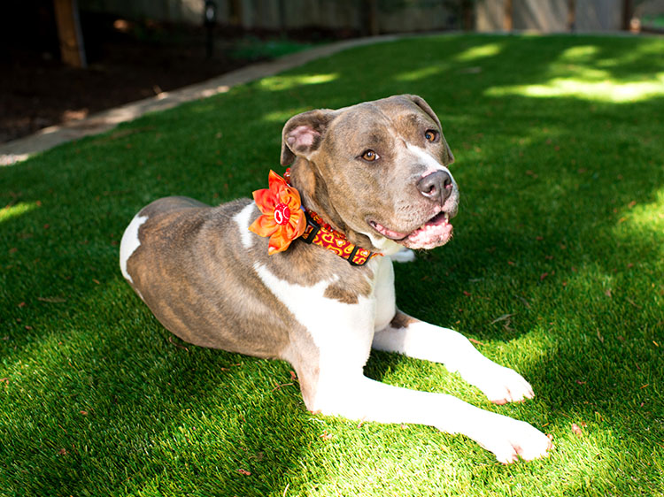 Protect Your Dog from the Heat with Synthetic Grass for Dogs in Santa Cruz
