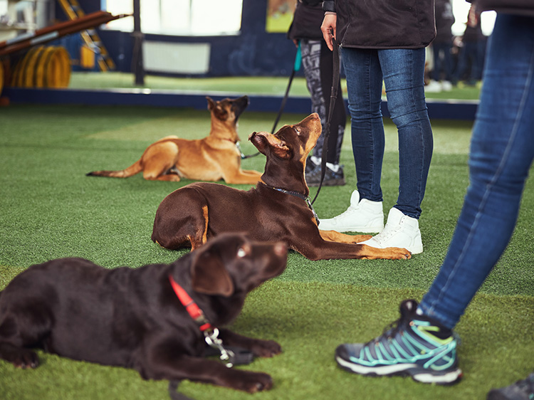 9 Tips to Train your Dog on Artificial Turf for Dogs in Santa Rosa
