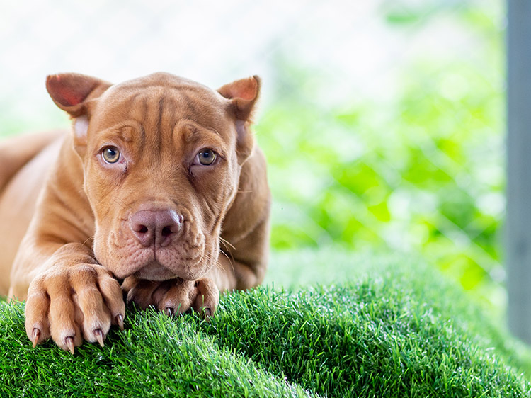 The Benefits of Atlanta Grass Installation for Kennels