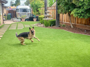 The Benefits of Pet Artificial Grass in Portland for Dog Health