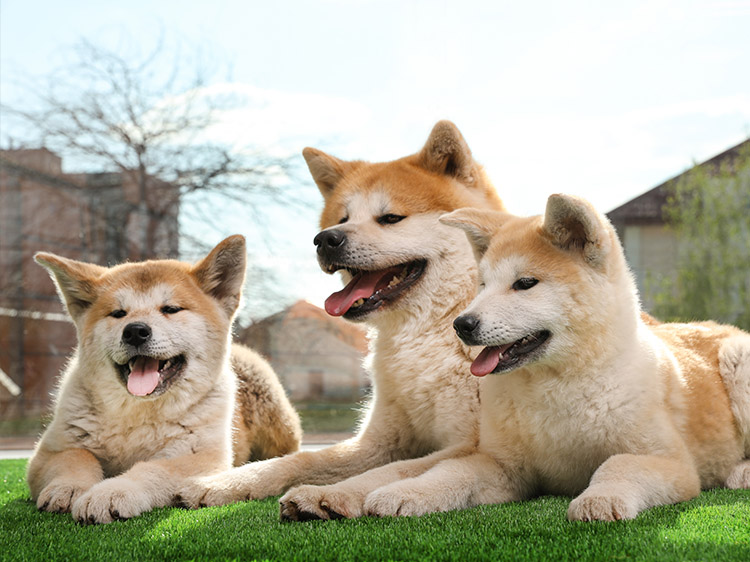 8 Considerations When Choosing a Pet Artificial Grass in Santa Cruz Company