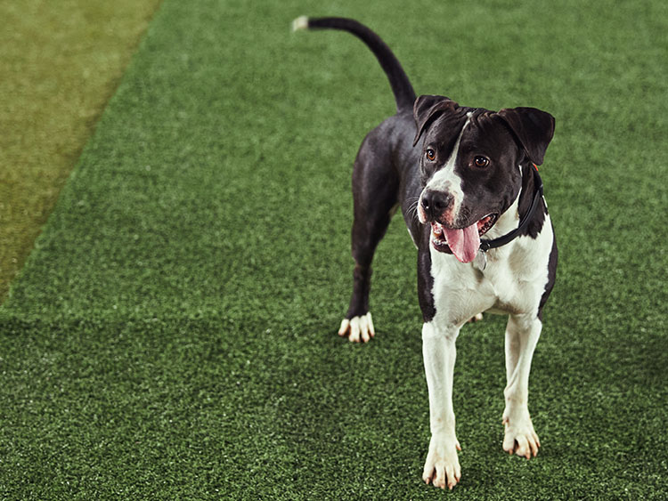 Synthetic Grass for Pets in Houston