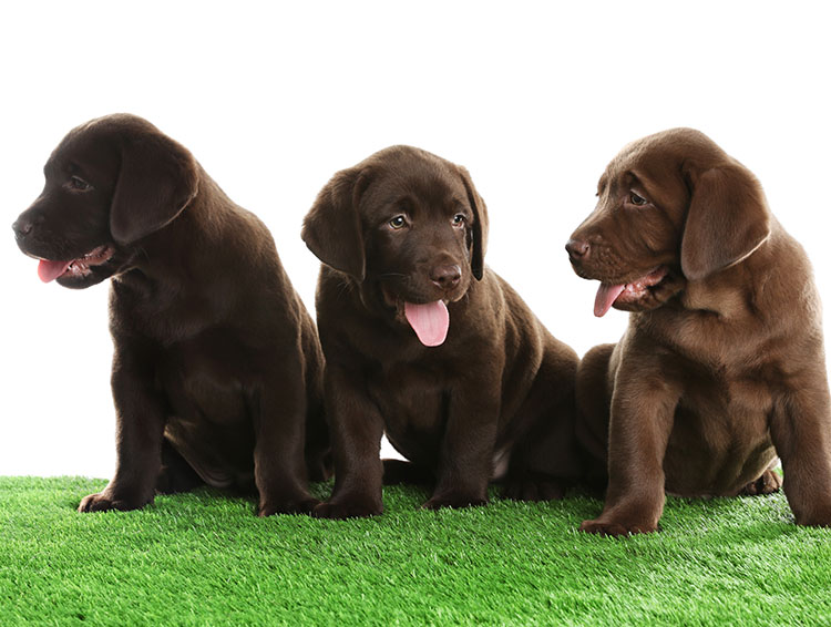 Why Synthetic Turf in Texas is Better for Puppies than Natural Grass