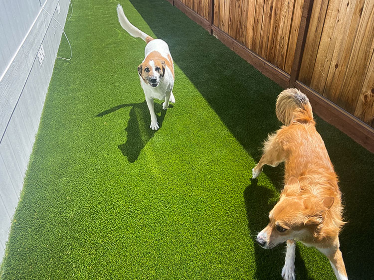 7 Tips for Maintaining Your Pet Artificial Grass in Charlotte NC