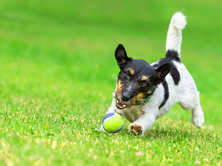 5 Reasons Your Dog Will Love Playing on Artificial Turf in Kansas City