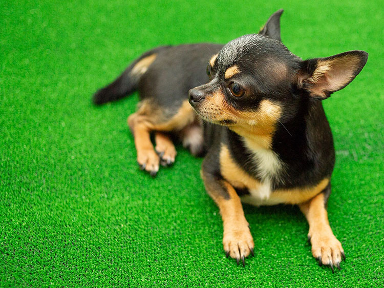 6 Reasons Why Artificial Turf Installation in Chattanooga TN is Safe for Dogs