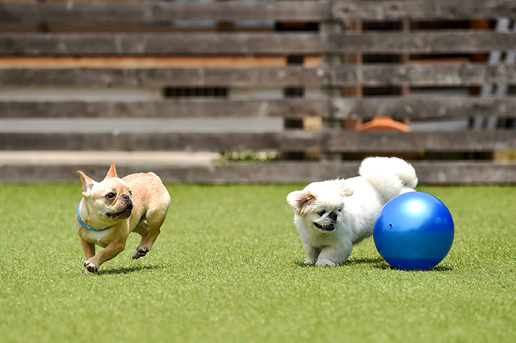 pet friend turf grass