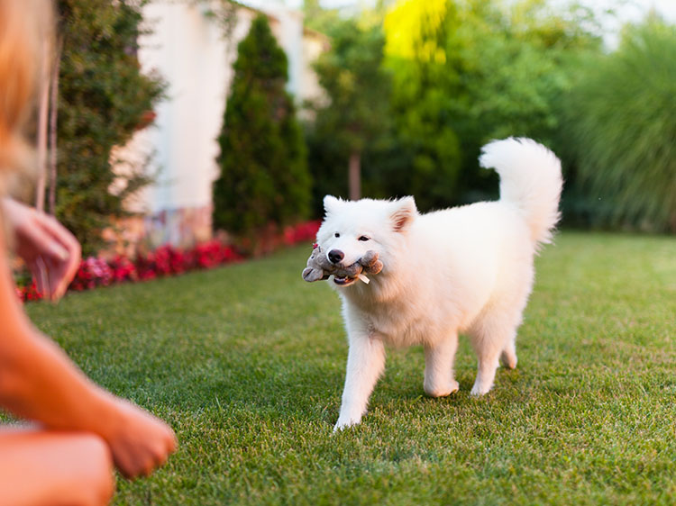 Training Your Pets on Artificial Grass for Dogs in Denver