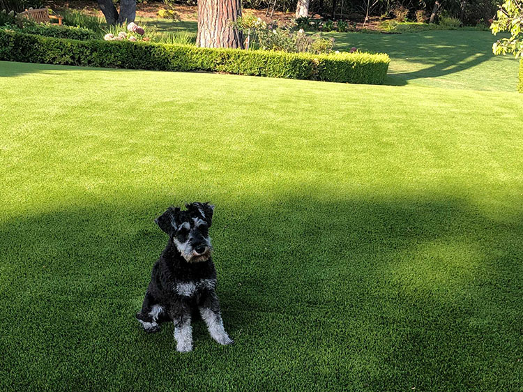 Upkeep Tips for the Best Artificial Grass for Dogs in Boston