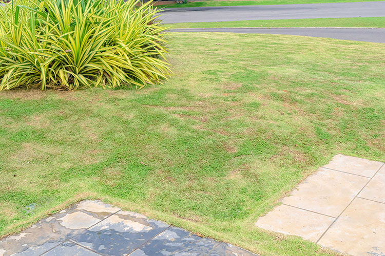 8 Devastating Turf Diseases That Don't Affect an Artificial Putting Green