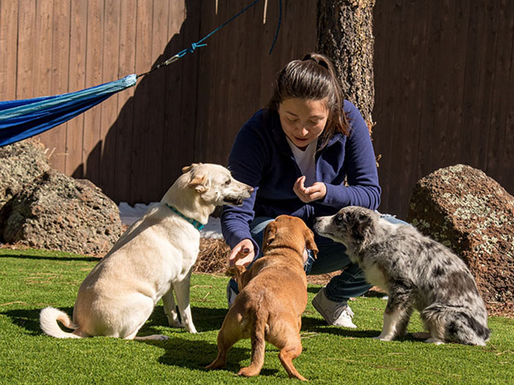 How Easy Clean-Up Makes Artificial Grass an Ideal Choice for Dog Owners