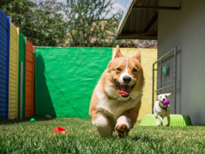 Pet-friendly infill artificial grass Santa Cruz