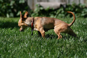 Dog Urine from Your Artificial Grass