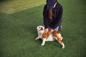 pet owners artificial grass