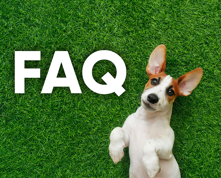 Using Artificial Grass for Pets in Monterey, CA Your Top FAQs Answered