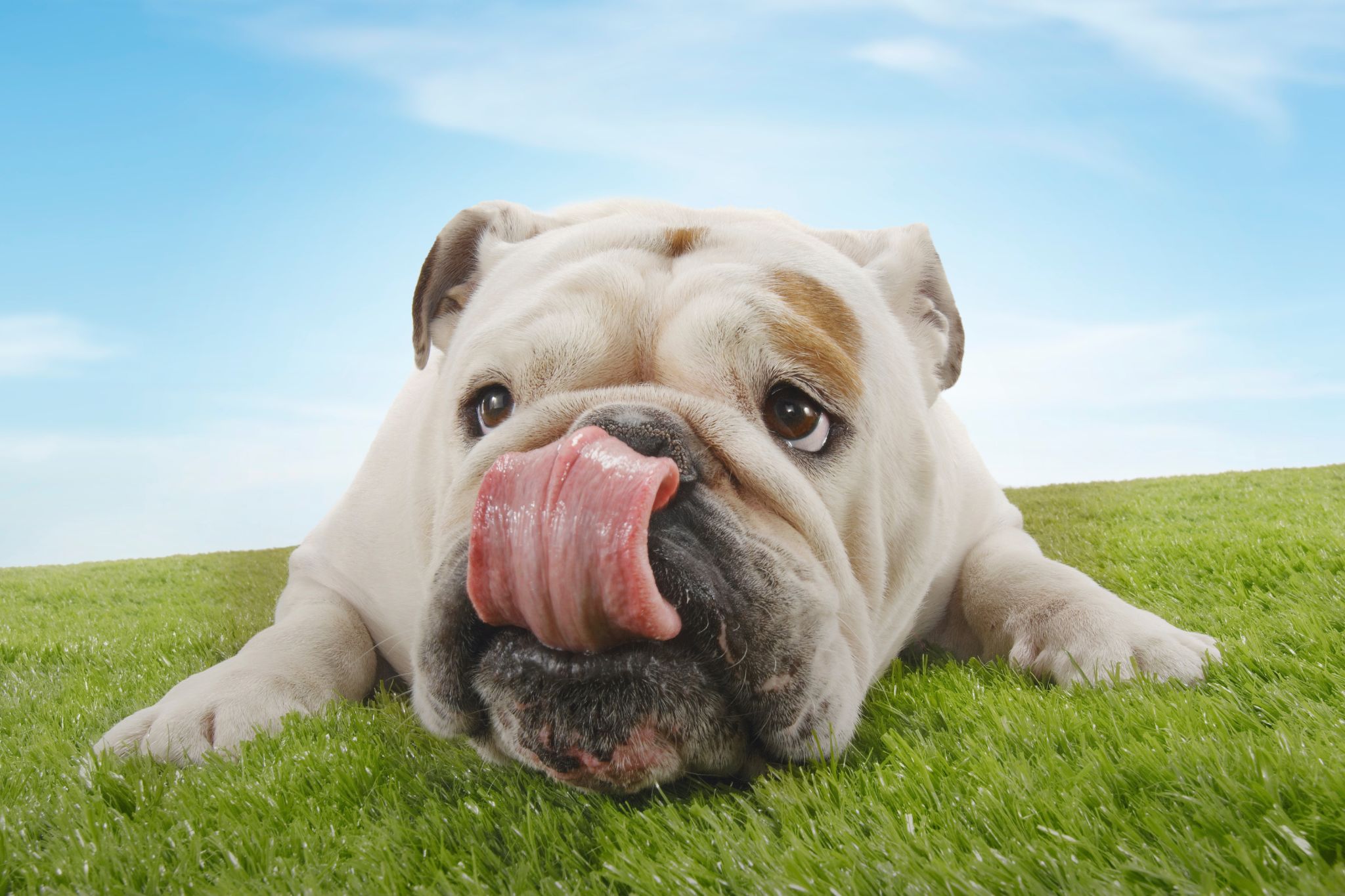 Happy pup lounging on hypoallergenic grass for dogs