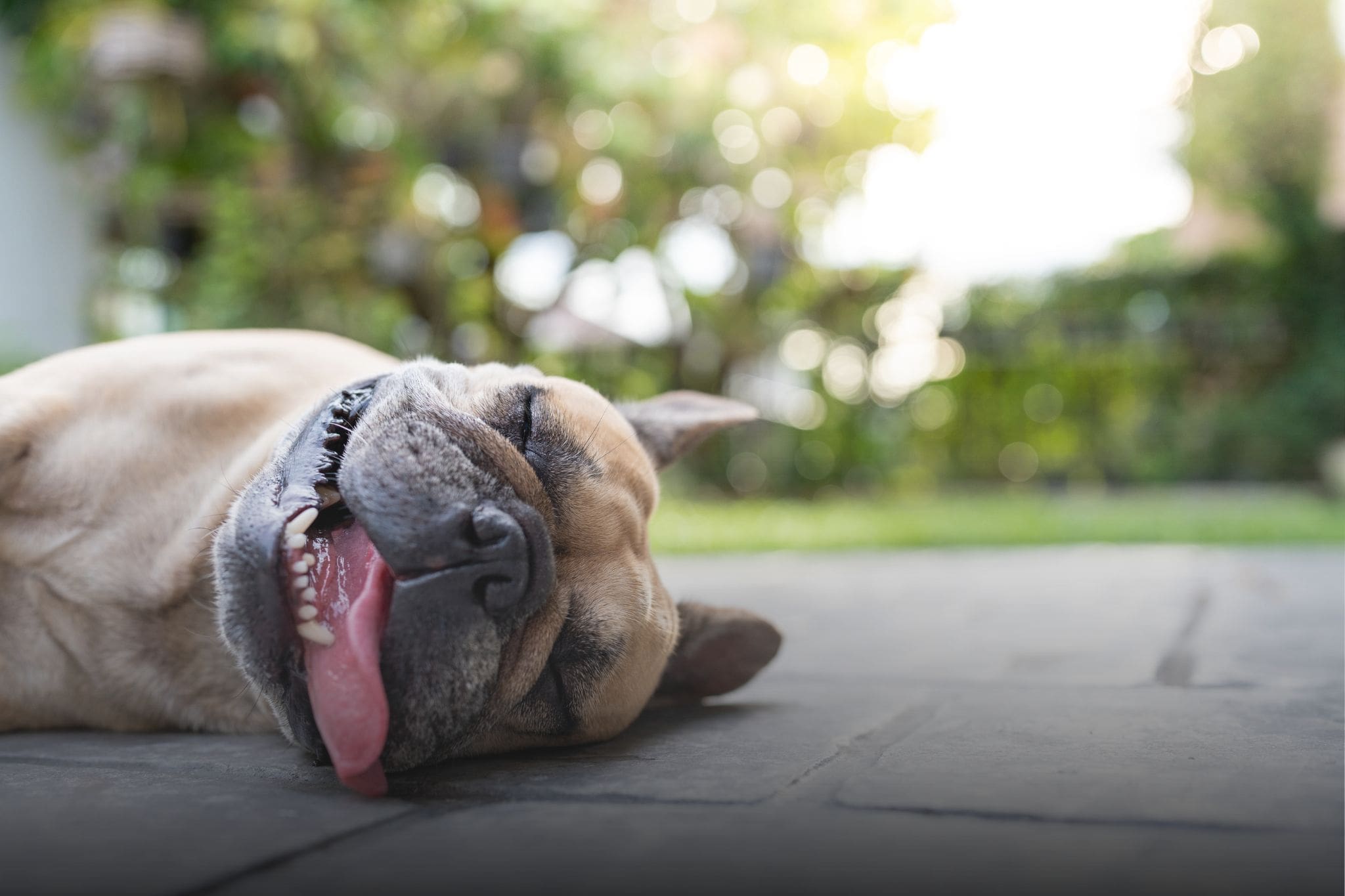 Protect your pup’s paws—tackle artificial grass heat and dogs the right way
