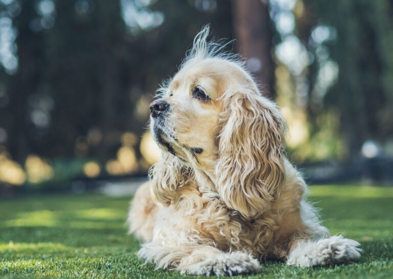Durable artificial lawn for dogs, perfect for playtime and relaxation