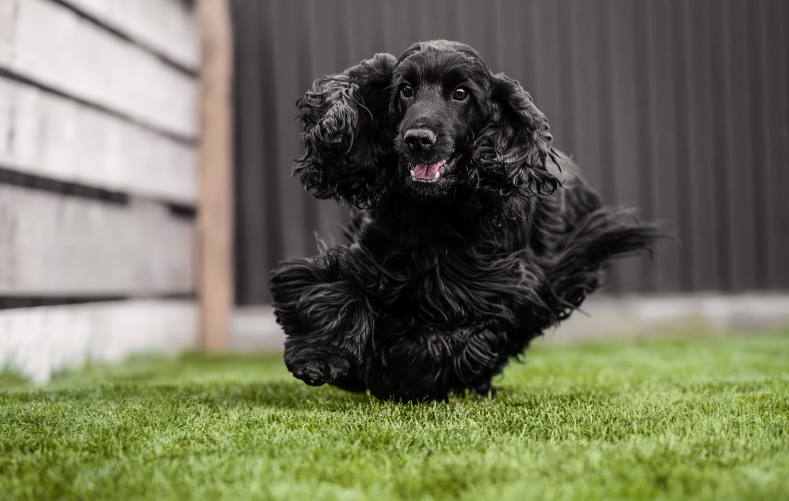 Happy pup enjoying dog friendly artificial grass