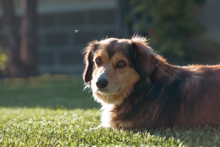 Creating safer play spaces with artificial grass and dogs in mind
