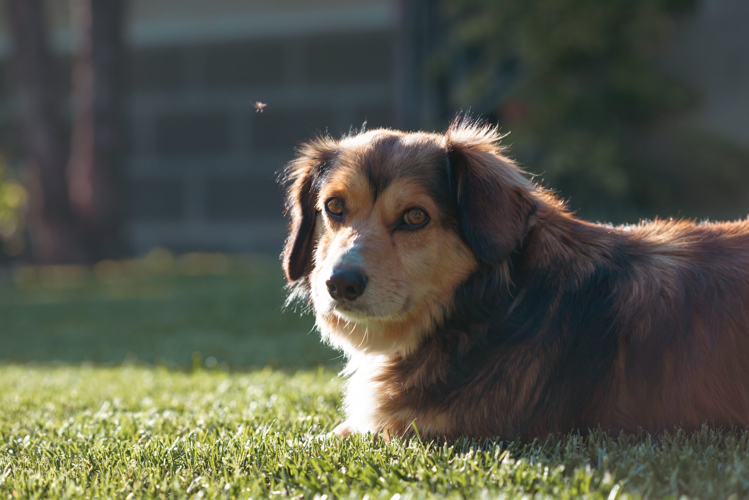 Creating safer play spaces with artificial grass and dogs in mind