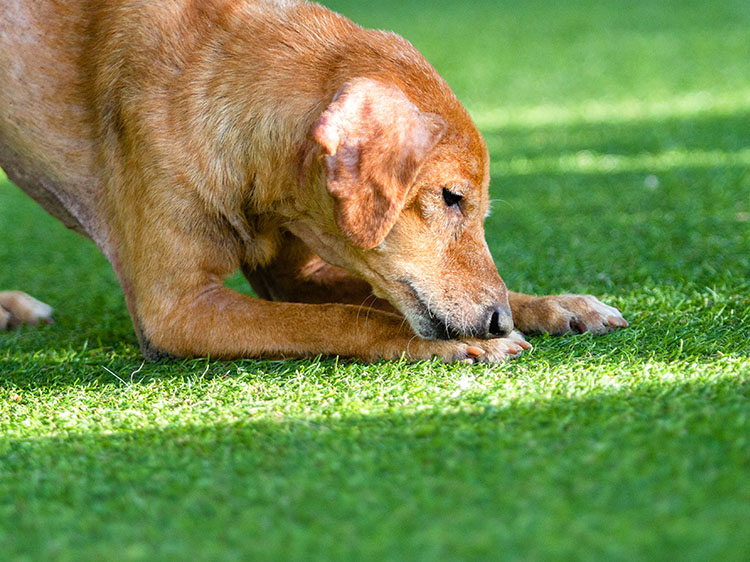 Enjoy a fresh, clean lawn with easy artificial turf brushing and grooming
